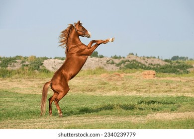 A horse standing on its hind legs in a field