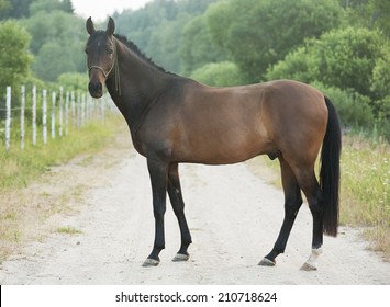 Horse Standing On Meadow 