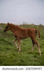 A horse standing on top of a grass covered field. High quality photo, A brown foal runs across a meadow. The horse is bareback, free. cloudy day, no sun