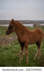 A horse standing on top of a grass covered field. High quality photo, A brown foal runs across a meadow. The horse is bareback, free. cloudy day, a lake can be seen behind the horse