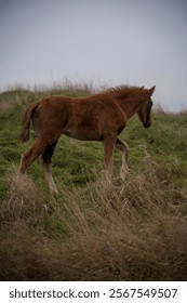 A horse standing on top of a grass covered field. High quality photo, A brown foal runs across a meadow. The horse is bareback, free. cloudy day, no sun