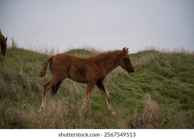 A horse standing on top of a grass covered field. High quality photo, A brown foal runs across a meadow. The horse is bareback, free. cloudy day, no sun