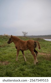 A horse standing on top of a grass covered field. High quality photo, A brown foal runs across a meadow. The horse is bareback, free. cloudy day, a lake can be seen behind the horse