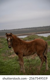 A horse standing on top of a grass covered field. High quality photo, A brown foal runs across a meadow. The horse is bareback, free. cloudy day, a lake can be seen behind the horse