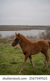 A horse standing on top of a grass covered field. High quality photo, A brown foal runs across a meadow. The horse is bareback, free. cloudy day, a lake can be seen behind the horse