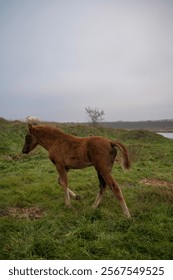 A horse standing on top of a grass covered field. High quality photo, A brown foal runs across a meadow. The horse is bareback, free. cloudy day, no sun