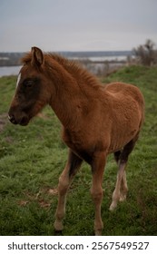 A horse standing on top of a grass covered field. High quality photo, A brown foal runs across a meadow. The horse is bareback, free. cloudy day, a lake can be seen behind the horse