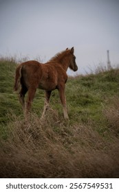 A horse standing on top of a grass covered field. High quality photo, A brown foal runs across a meadow. The horse is bareback, free. cloudy day, no sun