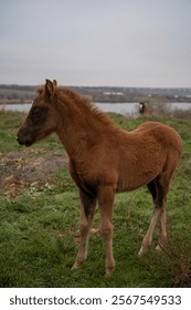 A horse standing on top of a grass covered field. High quality photo, A brown foal runs across a meadow. The horse is bareback, free. cloudy day, a lake can be seen behind the horse