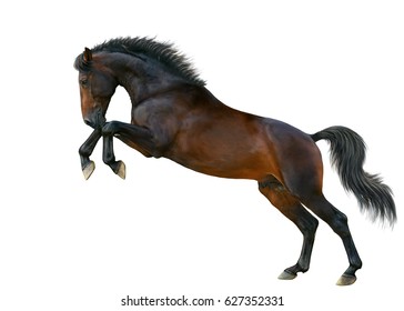 1,899 Horse On Hind Legs Images, Stock Photos & Vectors | Shutterstock