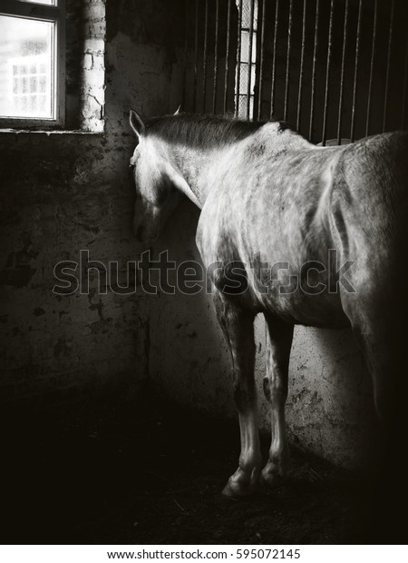 Horse Stands Sleeping Stall Monochrome Portrait Stock Photo Edit Now 595072145,How To Make Fried Plantains Chips