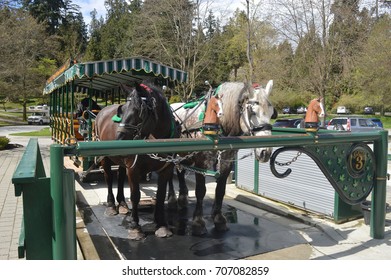 stanley park horse carriage