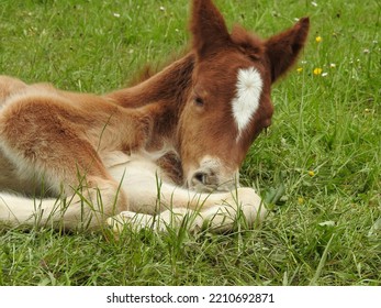 Horse Steed Foal Mare Mammal Herbivore Large Carriage Long Neck Arched Long Mane Foal Foals Quadruped Large Size Great Weight Hair Short Fur Brown White Beige Graze Grass