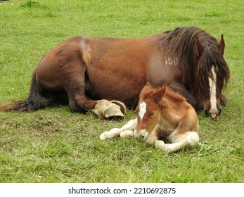 Horse Steed Foal Mare Mammal Herbivore Large Carriage Long Neck Arched Long Mane Foal Foals Quadruped Large Size Great Weight Hair Short Fur Brown White Beige Graze Grass