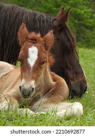 Horse Steed Foal Mare Mammal Herbivore Large Carriage Long Neck Arched Long Mane Foal Foals Quadruped Large Size Great Weight Hair Short Fur Brown White Beige Graze Grass