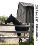 A horse in the stockade at Missouri Town 1855 in western Missouri.