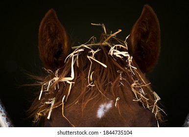 A horse with straw on his head.