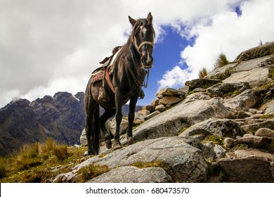 Horse Struggeling With Difficult Terrain In Santa Cruz Trek, Peru