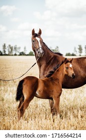 Horse Stud And Her Beautiful Foal On A Field