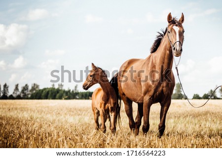 Horse Stud and her beautiful foal on a field