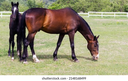 Horse Stud Outdoors Her Beautiful Foal On Field Pasture