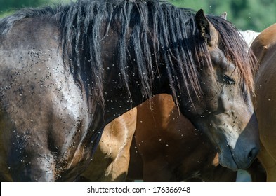 Horse Suffering From Flies Swarm