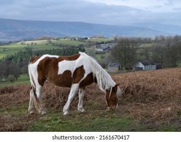 Horse At Sugar Loaf Mountain, Wales, UK.