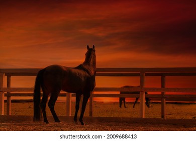 Horse at sunset - a young stallion looks into the distance