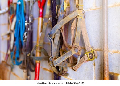 Horse Tackle Halter In Barn