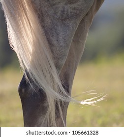 Horse tail in backlight. Closeup. Very blurred background.