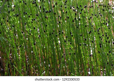 Horse Tail Plant