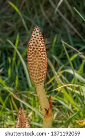 Horse Tail Plant In The Grass