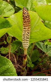 Horse Tail Plant In A Marsh