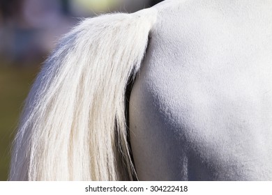 Horse Tail White
Horse animal grooming closeup white tail  leg 
