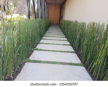 Horse Tail,plant Caballo