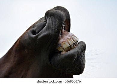 Horse Teeth