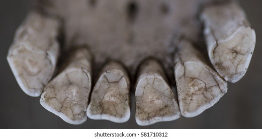 Horse Teeth