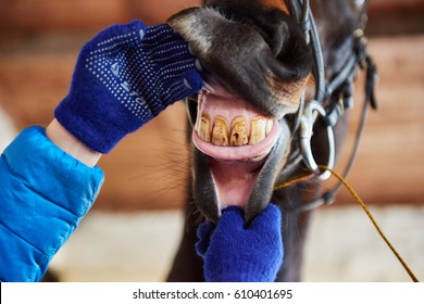 Horse Teeth With Human Hands