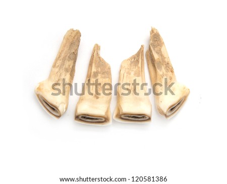 Horse teeth on a white background Stock photo © 