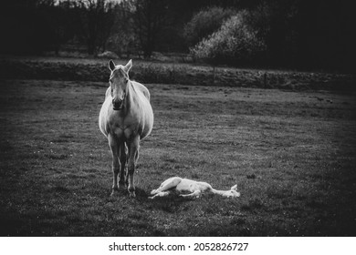 Horse That Just Gave Labour