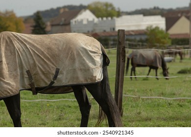 A horse that is wearing a warm blanket is leisurely grazing in a vast green field, enjoying the fresh air and natural surroundings - Powered by Shutterstock