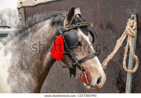 a horse tied to\
a truck at the animal fair