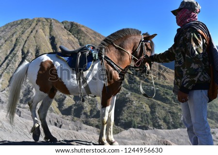 Similar – Image, Stock Photo whitehorse Horse Blue sky