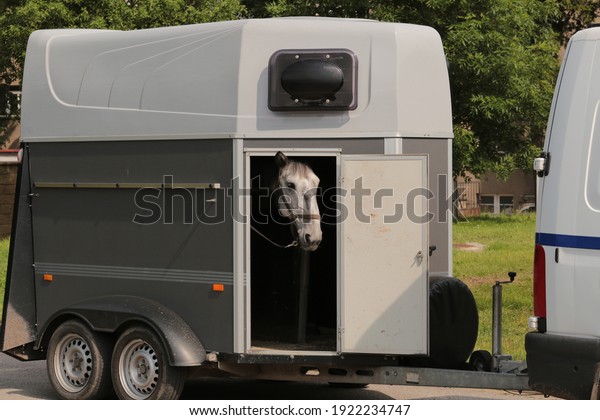 horse in towing horse\
trailer looking out