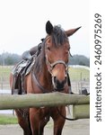 Horse Trail Riding with Horseback Gear, Saddle, and Harness