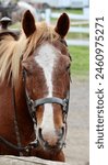 Horse Trail Riding with Horseback Gear, Saddle, and Harness