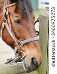 Horse Trail Riding with Horseback Gear, Saddle, and Harness