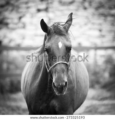 Similar – Pferd I Umwelt Natur Tier