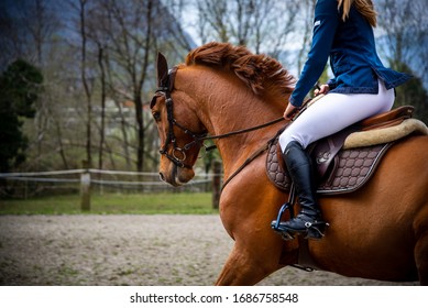 Horse training in Roveredo (GR) - Powered by Shutterstock