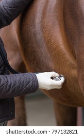 horse at treatment with vet